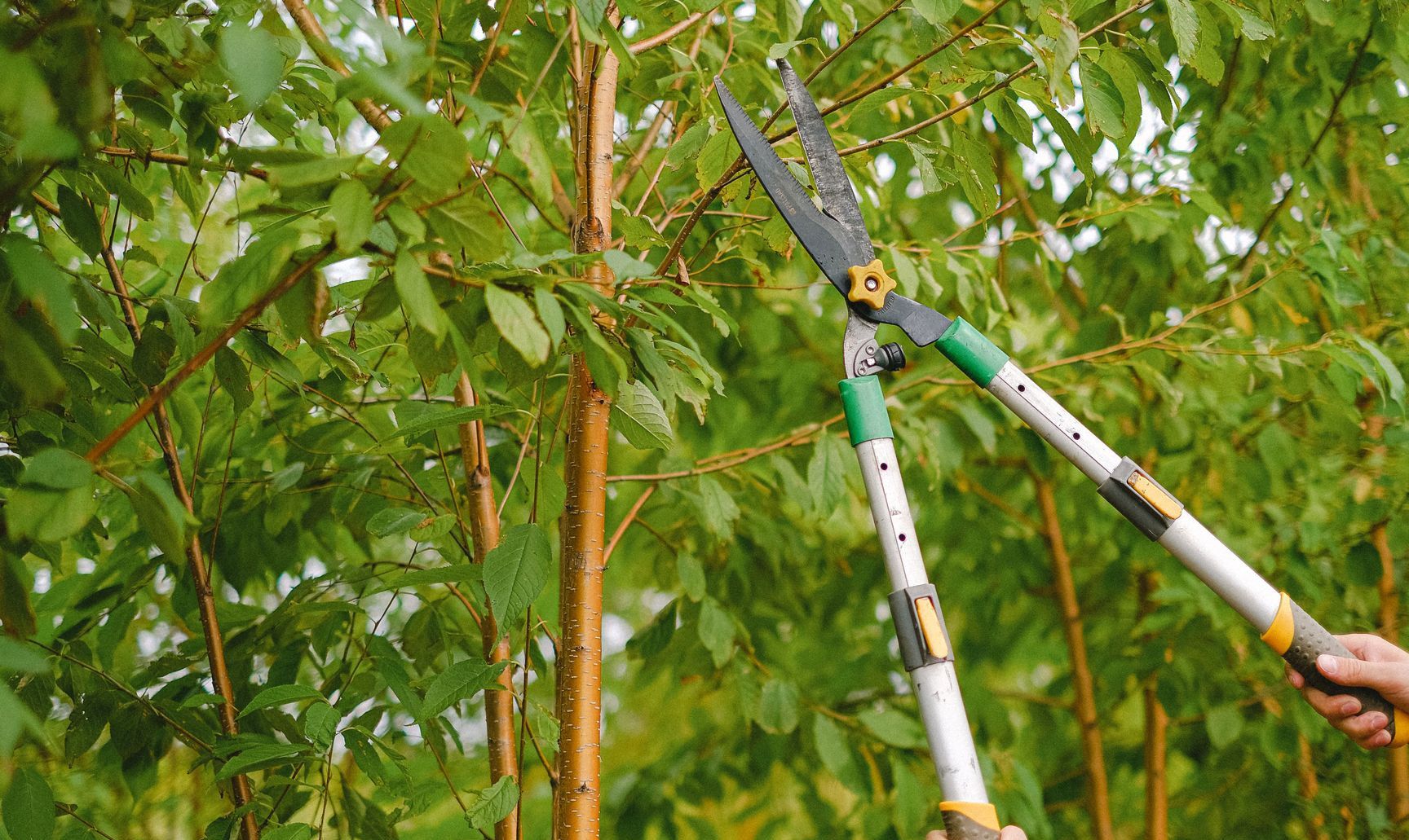 Side view of farmer with pruning shear trimming branches of tree with green leaves in orchard